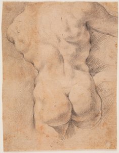 Male Torso Seen from the Back