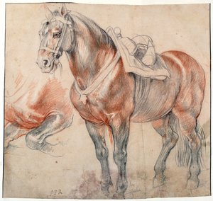 A Saddled Horse