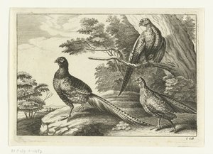 Three Pheasants Various Birds (series title)