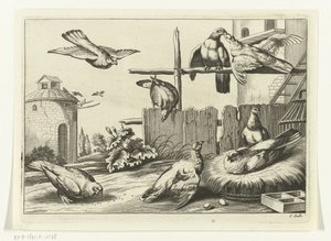 Pigeons at a Dovecote (series title: Diversarum avium species, Various Birds)