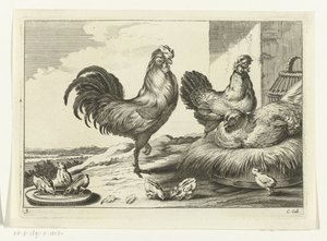 Chicken, Roosters, and Chicks