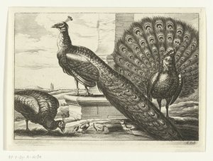 Peacocks