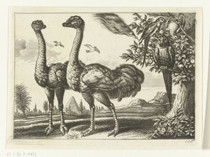 Two ostriches