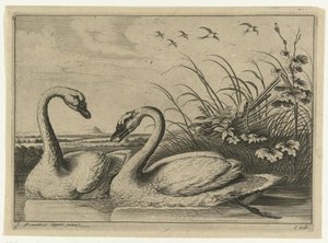 Two Swans, Diversarum Avium Species (series title), Various Birds (series title)