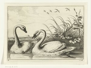 Two Swans (Various Birds series)