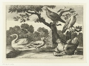 Swan, Hen with Chicks, and Other Birds