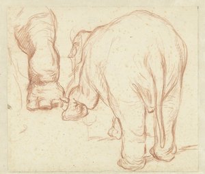 Standing Elephant from Behind and a Foot by Petrus Camper