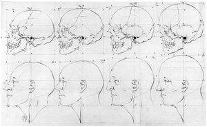 Transition from the monkey to Apollo, illustration from 