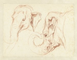 Two Sketches of the Head of an Elephant by Petrus Camper