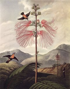 Large Flowering Sensitive Plant, engraved by Thomas Medland
