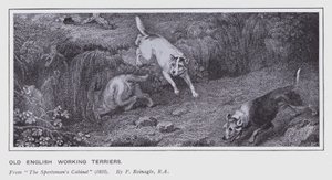 Old English Working Terriers by Philip (after) Reinagle