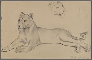 Seated Lioness