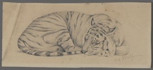 Sleeping Tiger