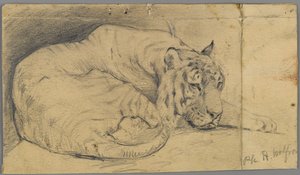 Sleeping Tiger