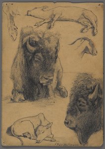 Studies of Bison, Calf & Goat