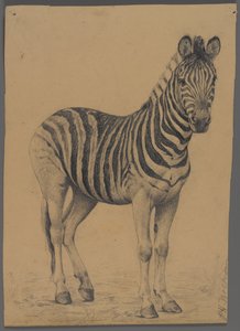 Zebra