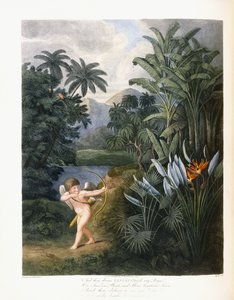 And Then Divine Linnaeus by Philip Reinagle