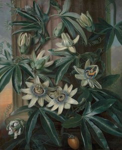 The Blue Passion Flower, for Robert John Thornton’s Temple of Flora