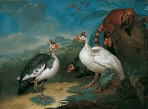 Guinea Fowl and Coati by Philipp Ferdinand de Hamilton