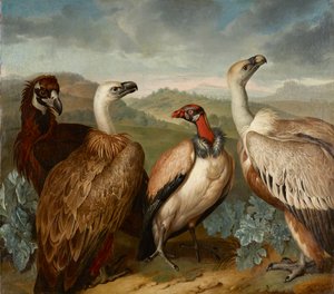 Four Vultures of Different Species by Philipp Ferdinand de Hamilton