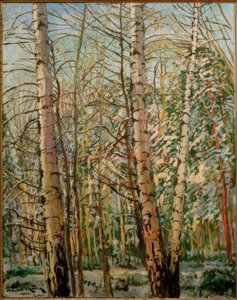 Birches in Snow