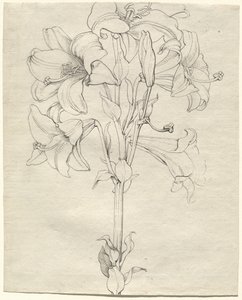 A Stalk of Lilies with Six Blooms by Philipp Otto Runge