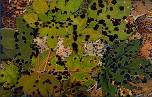 Sycamore attacked by the black fungus Rhytisma acerinum, 1907-09 by Philippe Robert