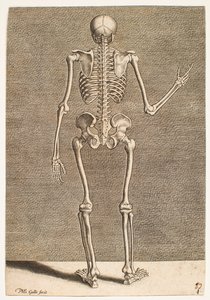 Study of a Skeleton, Seen from Behind by Philips Galle