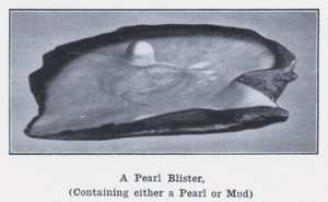 A Pearl Blister, containing either a Pearl or Mud by Photographer Australian