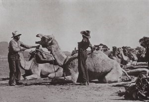 Camel teams with Aboriginals in charge supply outlying posts in Central Australia by Photographer Australian