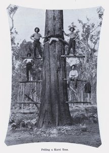 Felling a Karri Tree by Photographer Australian