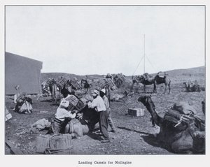 Loading Camels for Nullagine by Photographer Australian