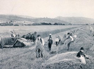 Reaping wheat, Tasmania, c.1900, from 