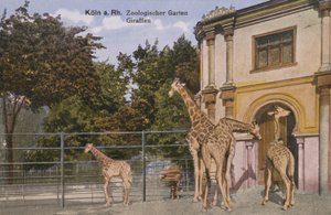 Cologne Zoo, Giraffes by Photographer German