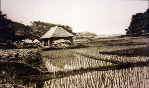 Rice Fields in Japan