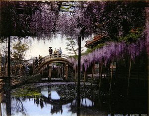 Wisteria in a garden at Kameido