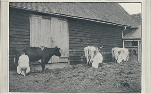 Milking Cows, 1910