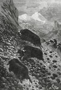 Musk oxen, woodcut by Edouard Riou by Blaise Nicolas Le Sueur