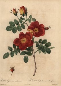 Copper rose, Rosa eglanteria