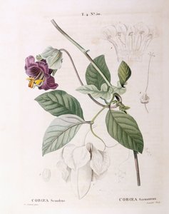 Cup and Saucer Vine (Cobaea scandens), botanical plate by Pierre Joseph Redouté by Pierre Joseph Redouté
