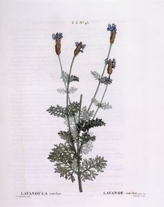 French Lavender (Lavandula stoechas), botanical plate by Pierre Joseph Redouté