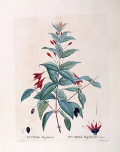 Fuchsia (Fuchsia magellanica), botanical plate by Pierre Joseph Redouté by Pierre Joseph Redouté