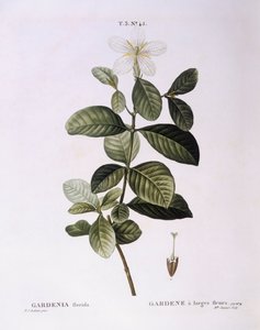 Gardenia, botanical plate by Pierre Joseph Redouté