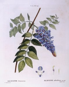 Glycine (Glycine frutescens), botanical plate by Pierre Joseph Redouté