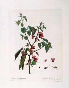 Judas Tree (Cercis siliquastrum)