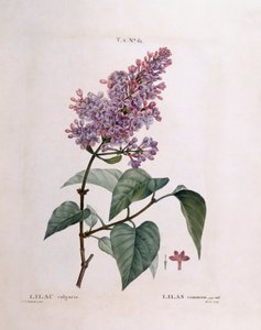 Lilac (Syringa vulgaris)