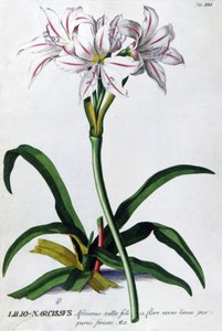 Lily, Lilio Narcissus