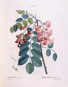 Locust (Robinia rosea), botanical plate by Pierre Joseph Redouté