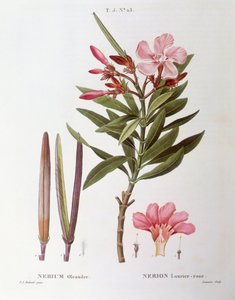 Oleander (Nerium oleander), botanical plate by Pierre Joseph Redouté