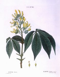 Pavia lutea, botanical plate by Pierre Joseph Redouté by Pierre Joseph Redouté